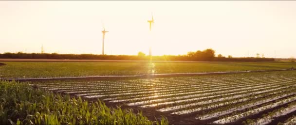 Aerial Cinematic Volando Sobre Campo Agrícola Durante Puesta Del Sol — Vídeos de Stock