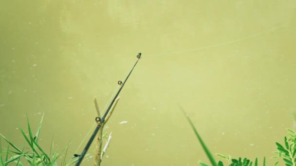 Olta Balığın Isırığıyla Bükülür Besleyici Balıkçılık Isırık Alarmı Oltanın Ucunda — Stok video