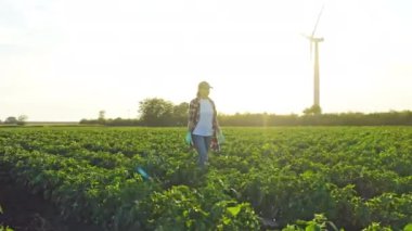 Rüzgar türbinlerinin arasına yerleştirilmiş yataklar, yeşil enerji. Çiftçi kadın gün batımında tarlada biber ekerek yatakların arasında yürüyor. Çiftçi yaşam tarzıyla çalışıyor. Gün batımında bitkilerle dolu bir tarla. 360 derece panorama