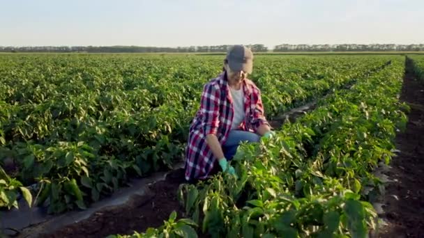 Зеленая Перечная Ферма Сельское Хозяйство Бизнес Концепция Женщина Фермер Исследует — стоковое видео