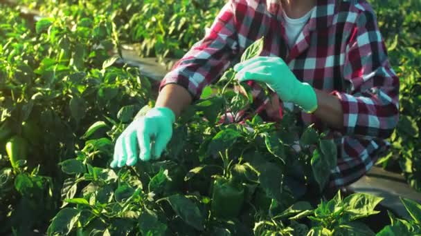 グリーンペッパー農場 ビジネスコンセプト クローズアップした女性農家の手は 日没時にコショウ作物を調べます 農家はライフスタイルで日没時に植物がいるフィールドで働いています — ストック動画