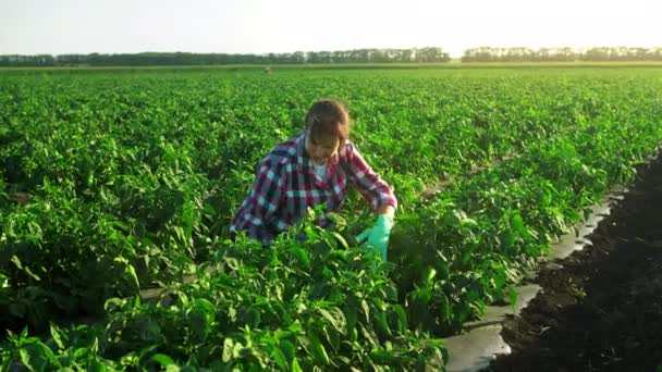 Egy Kis Farm Helyi Üzlete Női Gazda Portré Vizsgálja Paprika — Stock videók