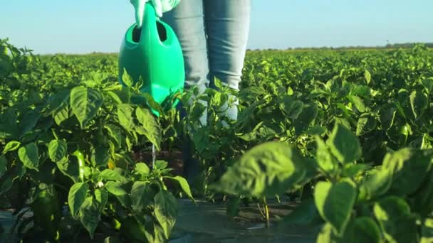 Μικρή Τοπική Φάρμα Αγρότης Ποτίζει Σοδειά Ένα Ποτιστήρι Πράσινο Πιπέρι — Αρχείο Βίντεο