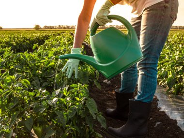 Küçük yerel bir çiftlik. Çiftçi mahsulü sulama tenekesiyle suluyor. Yeşil biber yatakları kapanıyor. El tarımı ve küçük işletmeler.