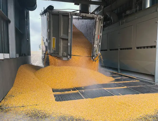 谷物从卡车上倒入一个筒仓 谷物批发贸易 粮食作物的生产和运输 图库图片
