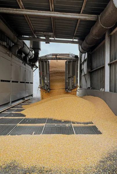谷物从卡车上倒入一个筒仓 谷物批发贸易 粮食作物的生产和运输 图库图片
