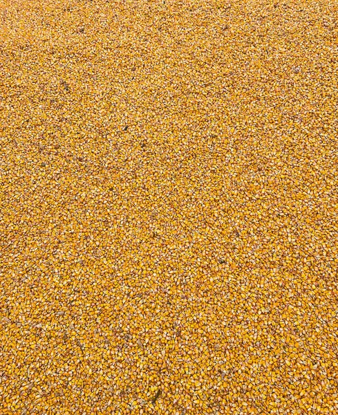 玉米收获机接近顶部视野 在封锁和战争条件下生产和交付谷物 全球粮食危机 图库图片