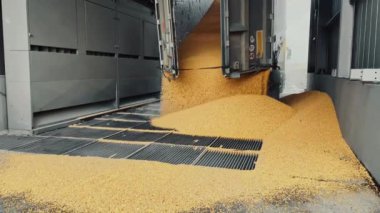 Mısır taneleri kamyondan ambara dökülüyor. Toptan tahıl ticareti. Tahıl ürünlerinin üretimi ve taşınması