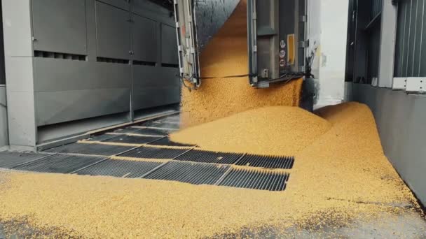 トウモロコシはトラックからサイロに注ぎ込まれる 穀物の卸売貿易 穀物作物の生産と輸送について — ストック動画