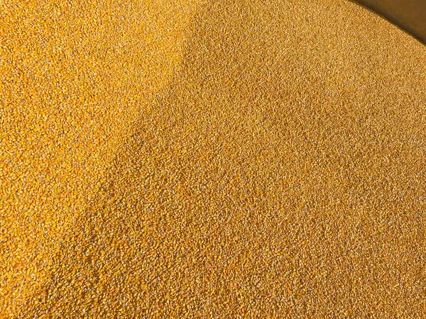 玉米籽粒籽粒收获近距离俯瞰 生产和粮食贸易 全球粮食危机 免版税图库图片