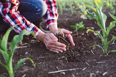 Kadın elleri sahada toprağa dokunuyor. Kıdemli çiftçi tohum yetiştirmeden önce toprak sağlığını ve nemi kontrol ediyor. 