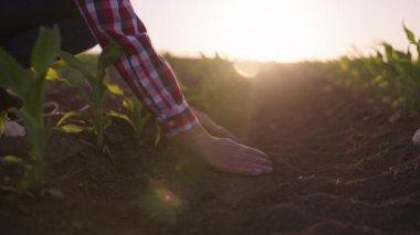 Çiftçi verimi artırmak için toprağı gübreler. Kadın çiftçilerin elleri tarımsal alanda kuru toprağa değsin
