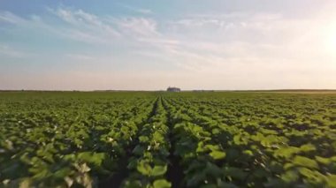 Ufuktaki modern tahıl ambarları genç ayçiçekleriyle ekilmiş tarımsal tarlalarla çevrili, alçaktan uçan dron atışları.