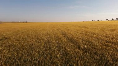 Gün batımında rüzgar buğday tarlasında savrulurken. Tarım, tahıl yetiştirme ve tahıl ticareti