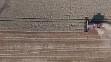 Hasat mevsiminde altın buğday toplamak için bir arada çalışan hasatçıların havadan aşağı görüntüsü. Gezegeni ve tarım endüstrisini besleme kavramı. Yüksek kalite 4k görüntü