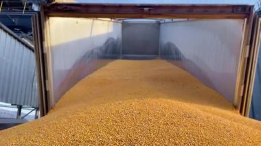 Tahıl bir kamyon römorkundan deniz limanındaki geniş bir açık hava höyüğüne dökülüyor. Tahıl hasadı. Mısır ticareti..