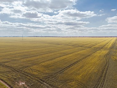 İnsansız hava aracının gözbebeği tarlası görüntüsü