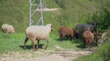 Koyun topallayarak yürüme mücadelesi yaralı bacakla yürümeye çalışan hasta koyunlar. Küçük sığırların ötenazisi.