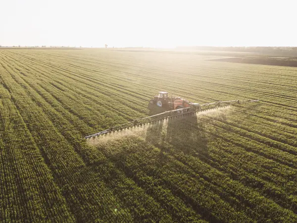 Tarlada çalışan hasat makinesi. Hava aracı görüntüleme traktörü mısır hasadı mevsiminde çalışıyor.