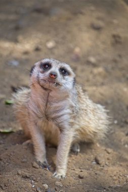 Tatlı Meerkat yere oturmuş kameraya bakıyor.