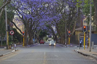 Rosebank, Güney Afrika - 30 Ekim 2016: Çiçekli jakaranda ağaçları öğleden sonra Rosebank 'te bir sokak hizasında