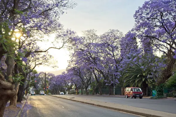 stock image Rosebank, South Africa - October 30, 2016: Street lined with flowering Jacaranda trees in Rosebank, Johannesburg in the late afternoon