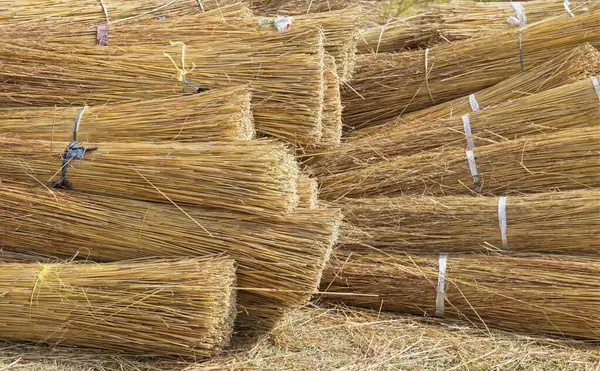 stock image Bundles of grass that will be used to create a thatched roof in South Africa