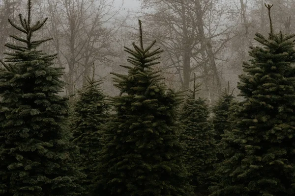 Рождественские Деревья Ферме — стоковое фото