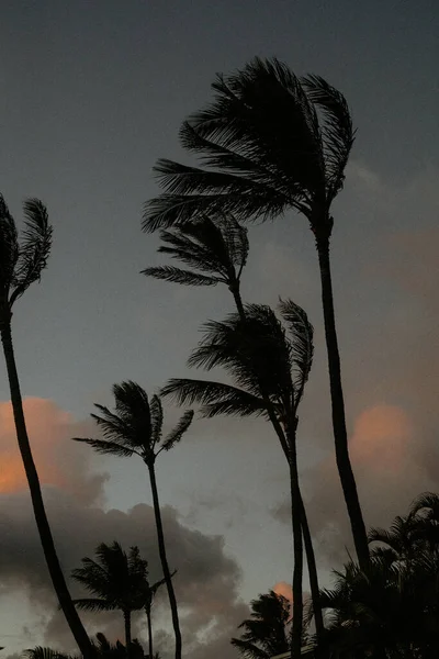 Silhouette Tree Sky — Stock Photo, Image