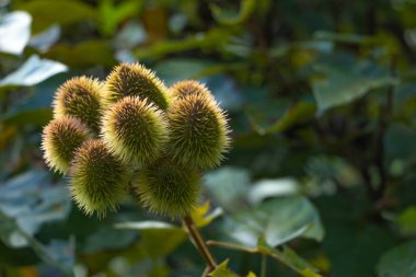 Yeşil ve sarı dikenli meyveler.