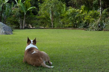 Köpek bahçeyi doğal ışıklarla seyrediyor.