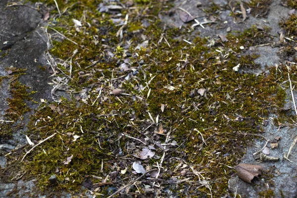 Rock Texture Natural Weeds — Stock Photo, Image