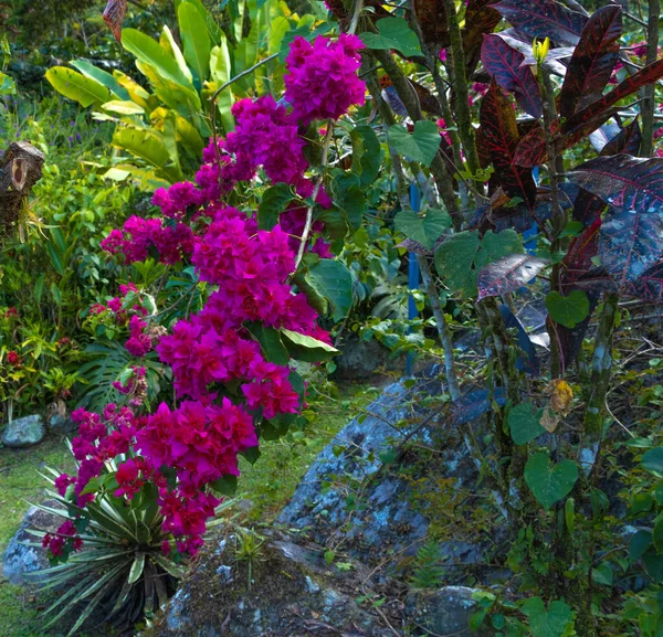 Красиві Квіти Пурпурні Дуже Яскраві Кольори — стокове фото