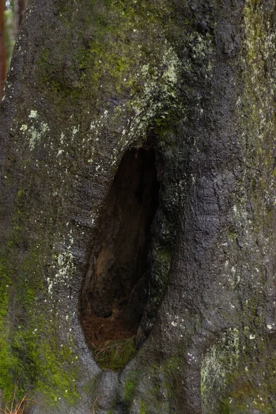 Huge tree with a hole in the middle