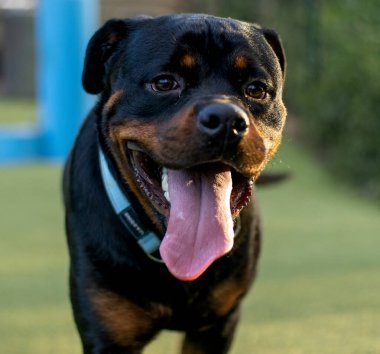 Rottweiler köpeği siyah rengi çok mutlu.
