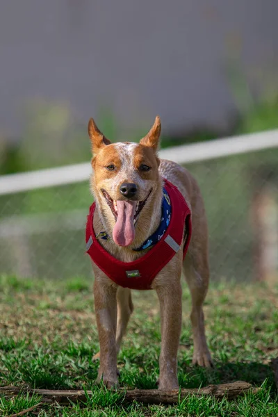 Australian Shepherd Dog Sunlight Costa Rica — Stock Photo, Image