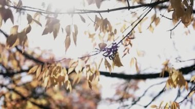 Parlak Sarı ve Kahverengi Yapraklı Ağaç Dalları Sonbahar Günışığında. Sıcak güneş ışığıyla aydınlatılan sarı ve kahverengi yapraklı ağaç dallarının güzel sonbahar sahnesi. Doğa için mükemmel, mevsimlik..