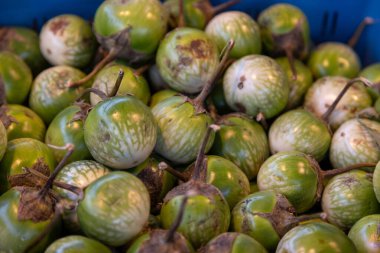 Marketteki mavi bir sandıkta eşsiz çizgili Tayland yeşil patlıcanları. Yemek fotoğrafçılığı, Asya mutfağı, sebze yemekleri ve organik ürünler için ideal.