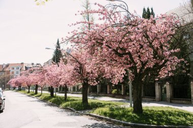 Güneşli bir bahar gününde sakin bir şehir caddesinde çiçek açan güzel kiraz ağaçları. Mevsimlik görseller, seyahat blogları ya da çiçek ve yaşam tarzları için harika