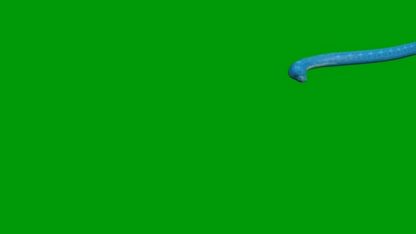 Yılan Animasyonu Video Yeşil Ekran Animasyon Ultra Yüksek Çözünürlük Video — Stok video
