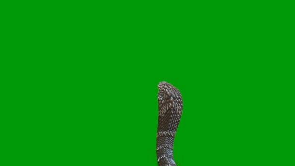 Змія Анімації Відео Зелений Екран Анімація Ультра Високої Чіткості Відео — стокове відео