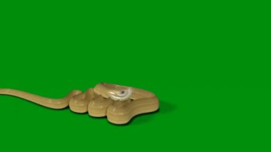 Yılan animasyonu video yeşil ekran, 3D animasyon, Ultra Yüksek Çözünürlük, 4k video 
