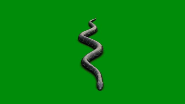 Змія Анімації Відео Зелений Екран Анімація Ультра Високої Чіткості Відео — стокове відео