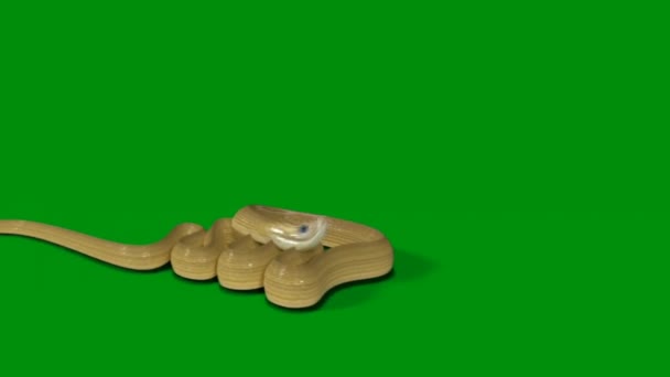 Snake Animation Βίντεο Πράσινη Οθόνη Animation Ultra High Definition Βίντεο — Αρχείο Βίντεο
