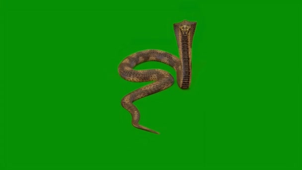 蛇形动画视频绿色屏幕 3D动画 超高清晰度 4K视频 — 图库视频影像