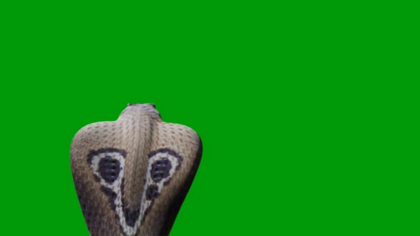 Snake Animation Βίντεο Πράσινη Οθόνη Animation Ultra High Definition Βίντεο — Αρχείο Βίντεο