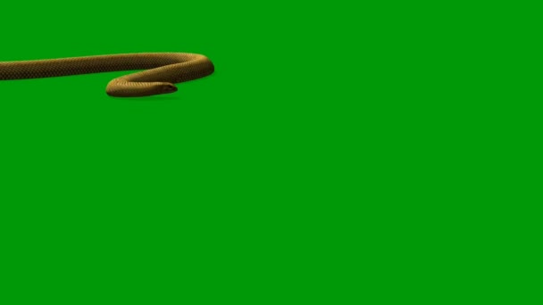 Snake Animatie Video Groen Scherm Animatie Ultra High Definition Video — Stockvideo