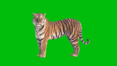 Tiger Best Resolution video efektleri yeşil ekran 4k, soyut teknoloji, bilim, mühendislik yapay zeka, dikişsiz döngü 4k video, 3D animasyon, Ultra Yüksek Çözünürlük, 4k video. 