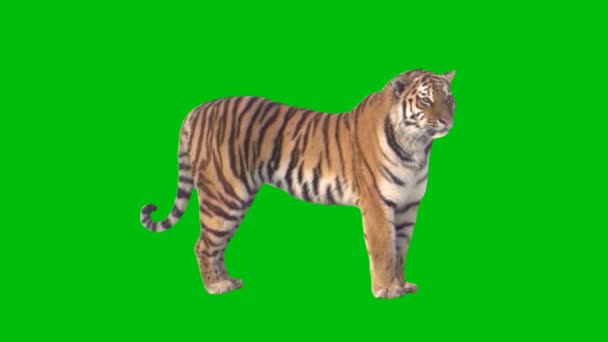 タイガー最高の解像度のビデオエフェクト グリーン スクリーン4K ナイト テクノロジー 工学の人工知能 シームレスなループ4Kビデオ 3Dアニメーション 超高精細 4Kビデオ — ストック動画