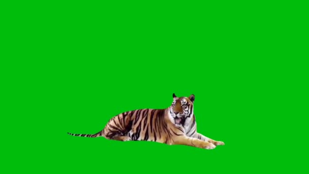 タイガー最高の解像度のビデオエフェクト グリーン スクリーン4K ナイト テクノロジー 工学の人工知能 シームレスなループ4Kビデオ 3Dアニメーション 超高精細 4Kビデオ — ストック動画